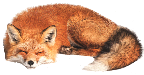 a fox sleeping so gently....